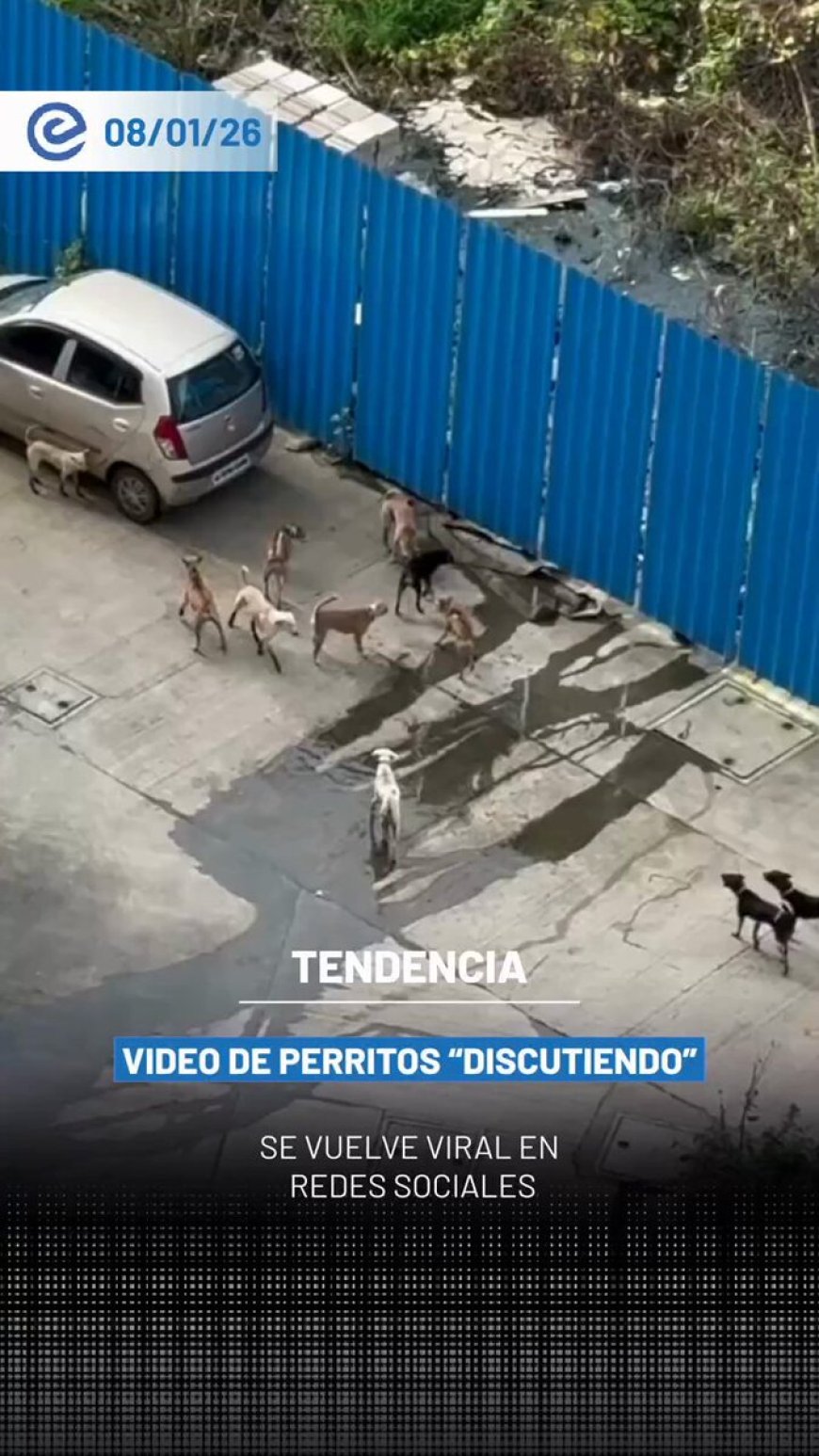 🔵 Un grupo de perritos se dividió por colores y protagonizó una divertida “discusión” a base de ladridos, en una escena que rápidamente se volvió viral.