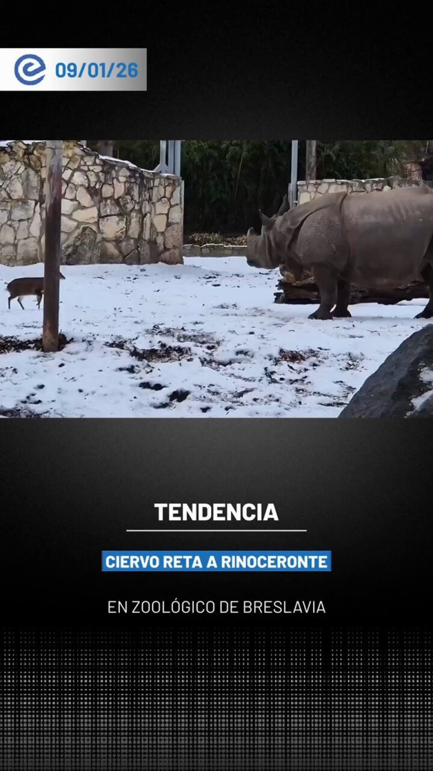 🔵 Un pequeño ciervo protagonizó una escena viral al desafiar a un rinoceronte en el Zoológico de Breslavia, en Polonia.