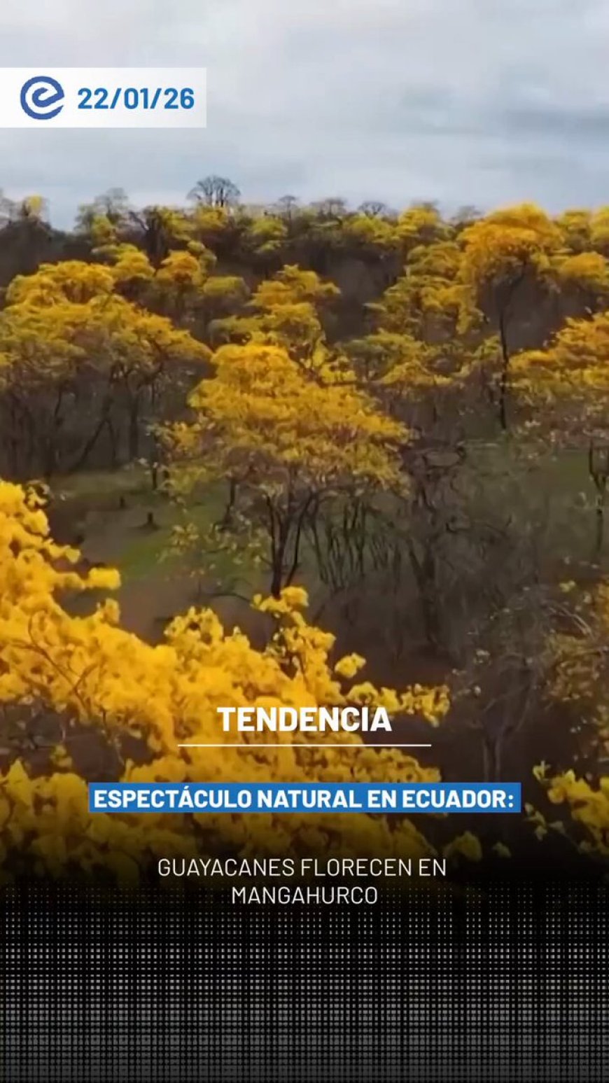 🔵 Cada año, durante los primeros días de enero, la floración del guayacán convierte el bosque seco de Mangahurco, al sur del Ecuador, en un paisaje completamente amarillo que atrae a turistas nacionales y extranjeros.