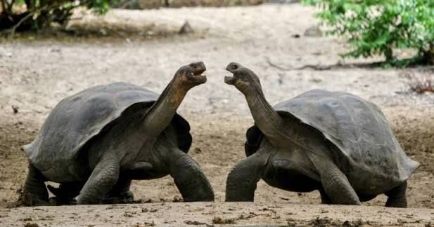 Ecuador consolida su modelo de conservación animal con exportación regulada y segura