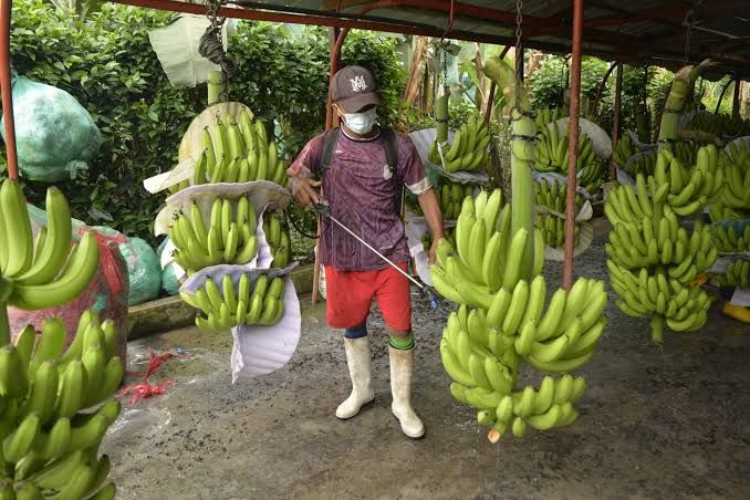 Exportaciones de banano ecuatoriano a China crecen 11,84% impulsadas por la estabilidad económica