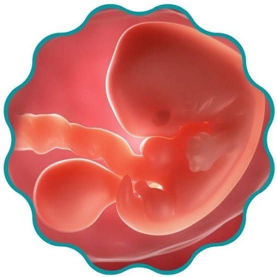 Primer trimestre del embarazo: cada gestación es única