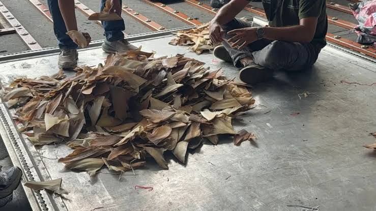 Autoridades ecuatorianas desarticulan red de tráfico ilegal con aletas de mil tiburones en Guayaquil