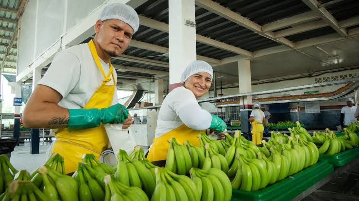 Diálogo social resuelve conflicto en Banano Ecuador y garantiza estabilidad laboral para 488 trabajadores