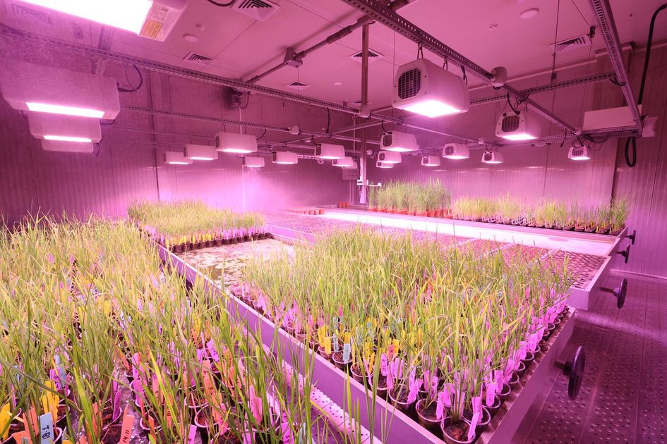 Gobierno destina USD 15,6 millones para investigación agropecuaria en Ecuador