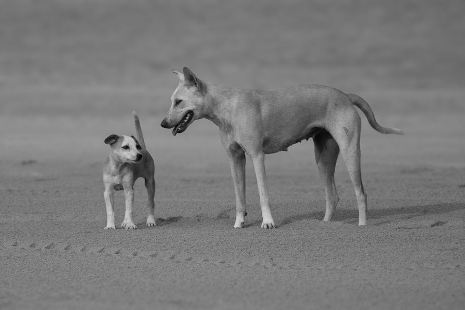 Perros ferales en Ecuador: definición, riesgos sanitarios y la importancia de una gestión responsable