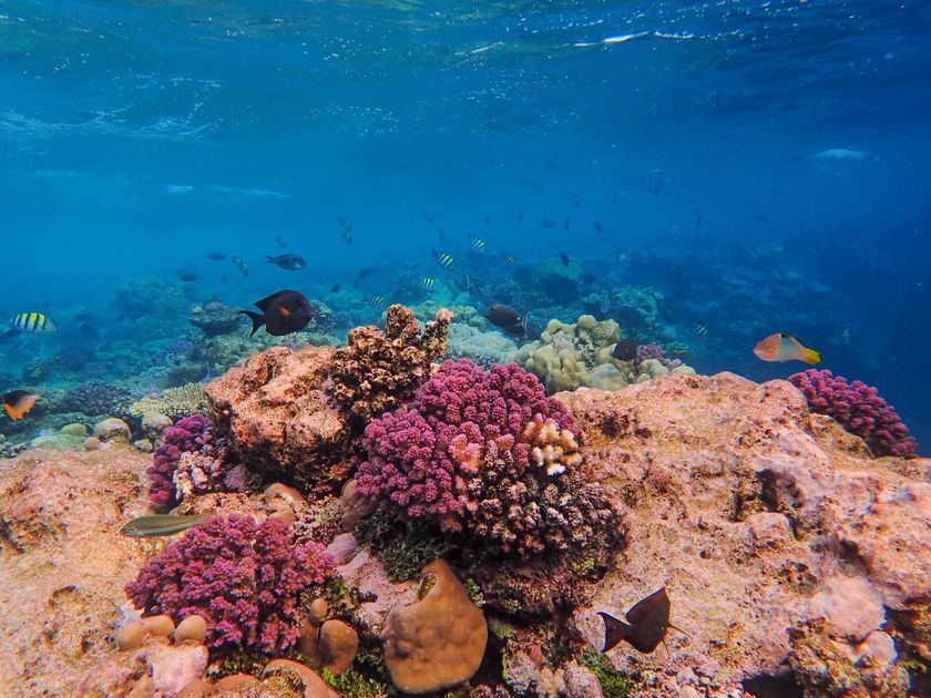 NASA confirma impacto de El Niño en la vida marina del Pacífico