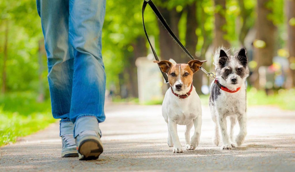 Debate sobre tenencia de mascotas: Prioridad humana frente al abandono social