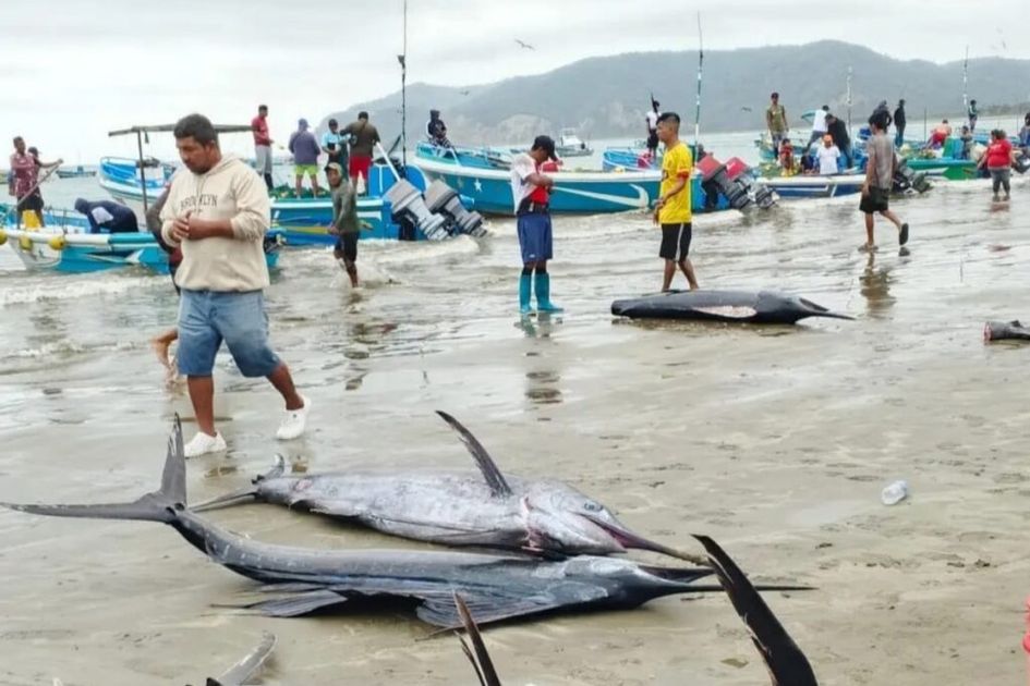 Pesca artesana ecuatoriana afectada por plagas de langostas y calamares vinculadas a El Niño
