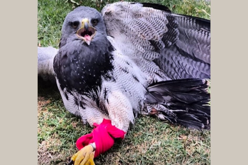 Muere águila rescatada en Cuenca tras ser baleada con perdigones