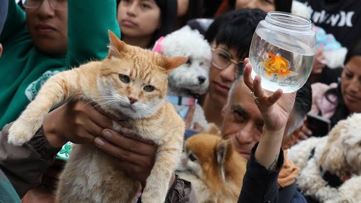 Centenares de fieles y sus mascotas participan en la tradicional Bendición Animal en Quito