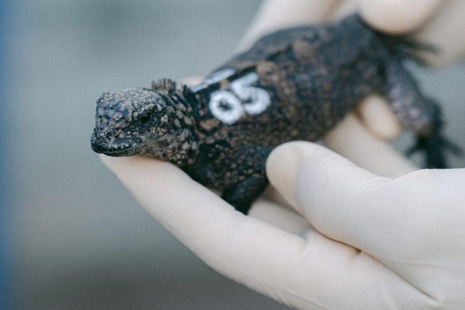 Iguanas marinas decomisadas regresan a Galápagos tras intervención aduanera que protege la biodiversidad