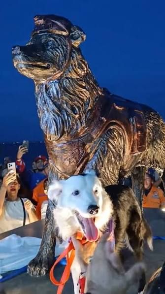 Tsunami, el perro Border Collie héroe ecuatoriano recibe estatuilla en Venezuela por sus labores humanitarias