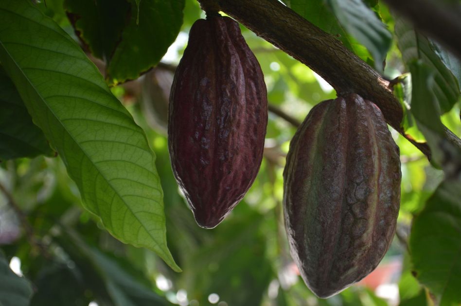 Productores ecuatorianos invierten en cacao ante alza de precios por El Niño