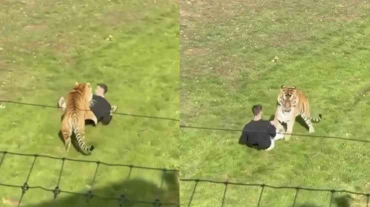 Identifican a hombre fallecido tras ataque de tigre en parque británico por incumplir normas