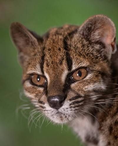 Bolivia confirma descubrimiento histórico: Nueva especie de felino identificada tras alerta por 'gato raro'