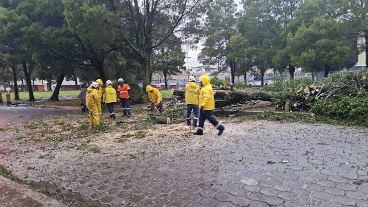 Equipo municipal despeja árboles caídos en Quito tras tormentas del 26 de octubre