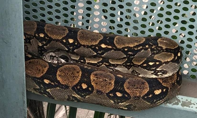 Enorme serpiente avistada sobre techos en Pedro Carbo tras intensas lluvias genera alarma vecinal