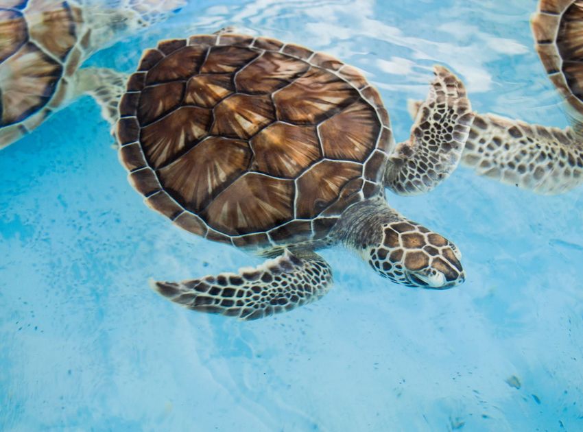Diez iguanas marinas rescatadas de tráfico ilegal regresan a las islas Galápagos tras operación en Guayaquil