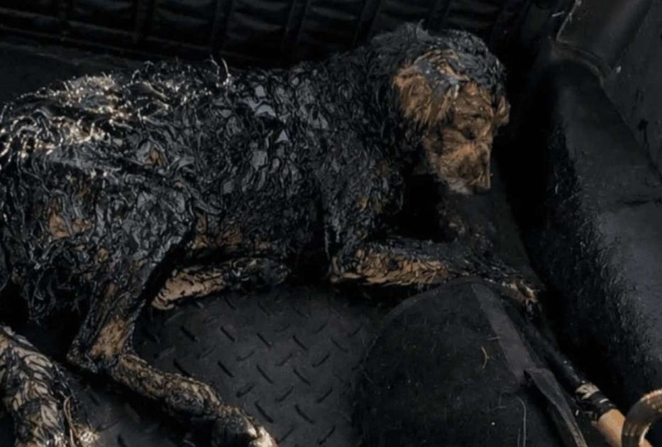 Perro sufre quemaduras graves por brea en obra de la Ruta Viva; Municipio investiga responsabilidad