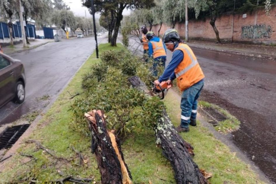 Restricción vehicular este fin de semana por tala de árboles en Simón Bolívar
