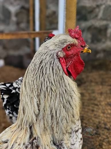 La historia del gallo Aguarico que marcó una comunidad ecuatoriana