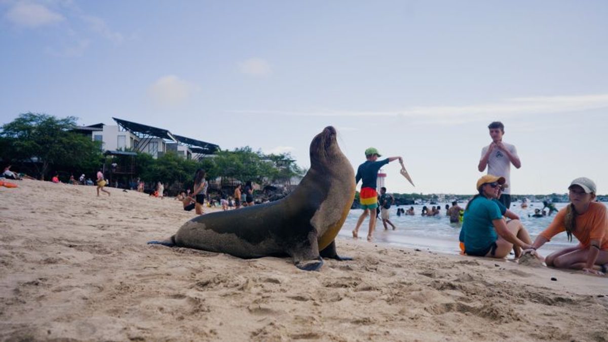 Comunidades de Galápagos fortalecen protección del lobo marino como símbolo ecológico