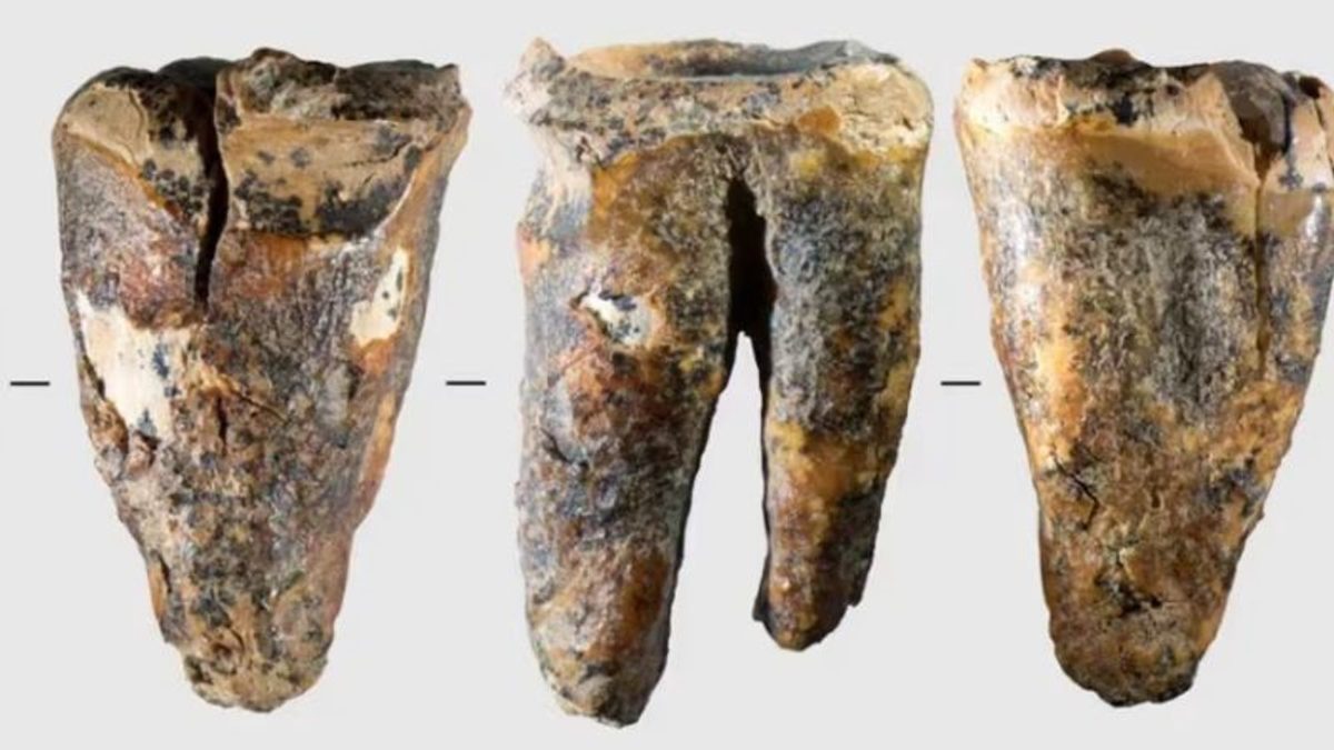 Diente de 59.000 años revela avances médicos neandertales en España