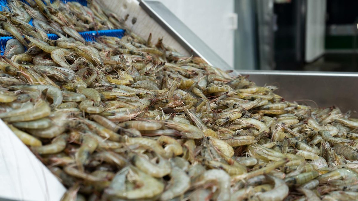 El Niño gana fuerza en Ecuador: sector camaronero activa protocolos de alerta temprana