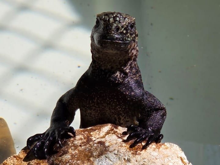 Diez iguanas marinas rescatadas de tráfico ilegal regresan a las islas Galápagos tras operación en Guayaquil