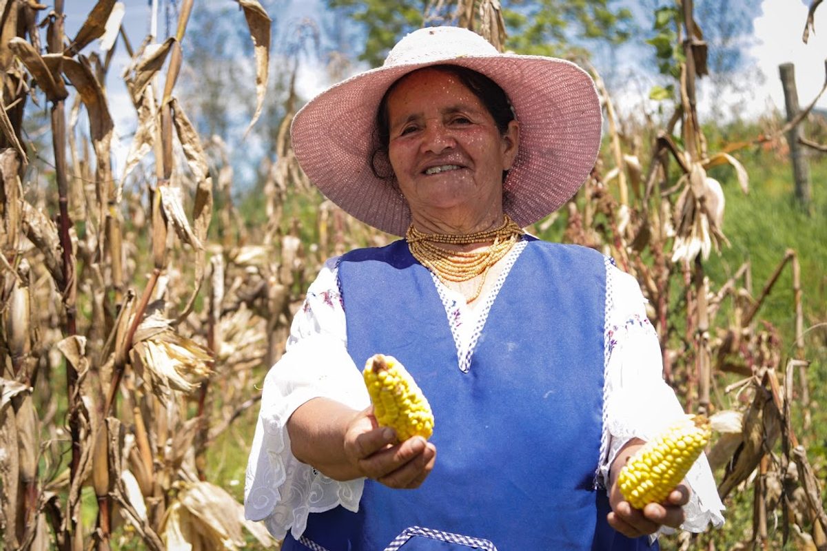 Gobierno fija franja de precios del maíz para blindar la producción nacional y estabilizar mercados