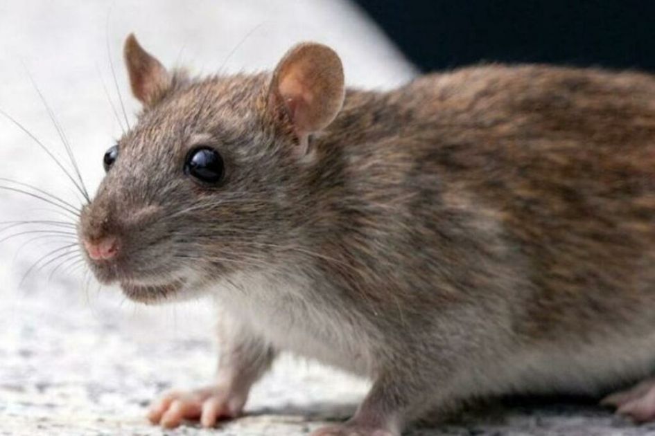 Ecuador mantiene alerta epidemiológica por Hantavirus sin casos registrados