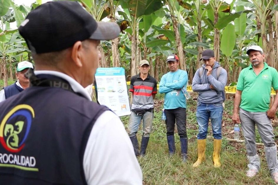 Gobierno capacita a más de 4.295 productores para frenar Moko en banano