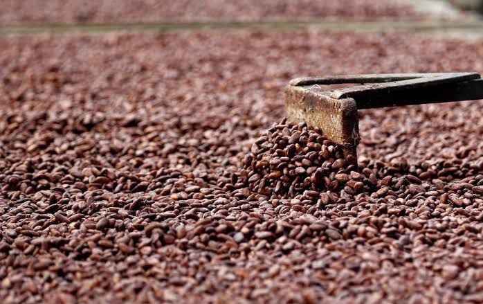 Productores ecuatorianos invierten en cacao ante alza de precios por El Niño