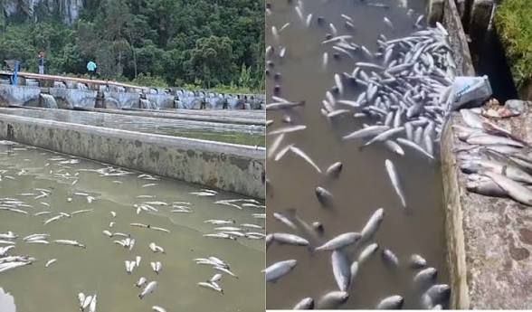 Detectan cianuro en río Yuracyacu y prohíben consumo de trucha en Junín