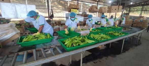 Productores de Paján lideran exportaciones orgánicas a Europa desde Manabí