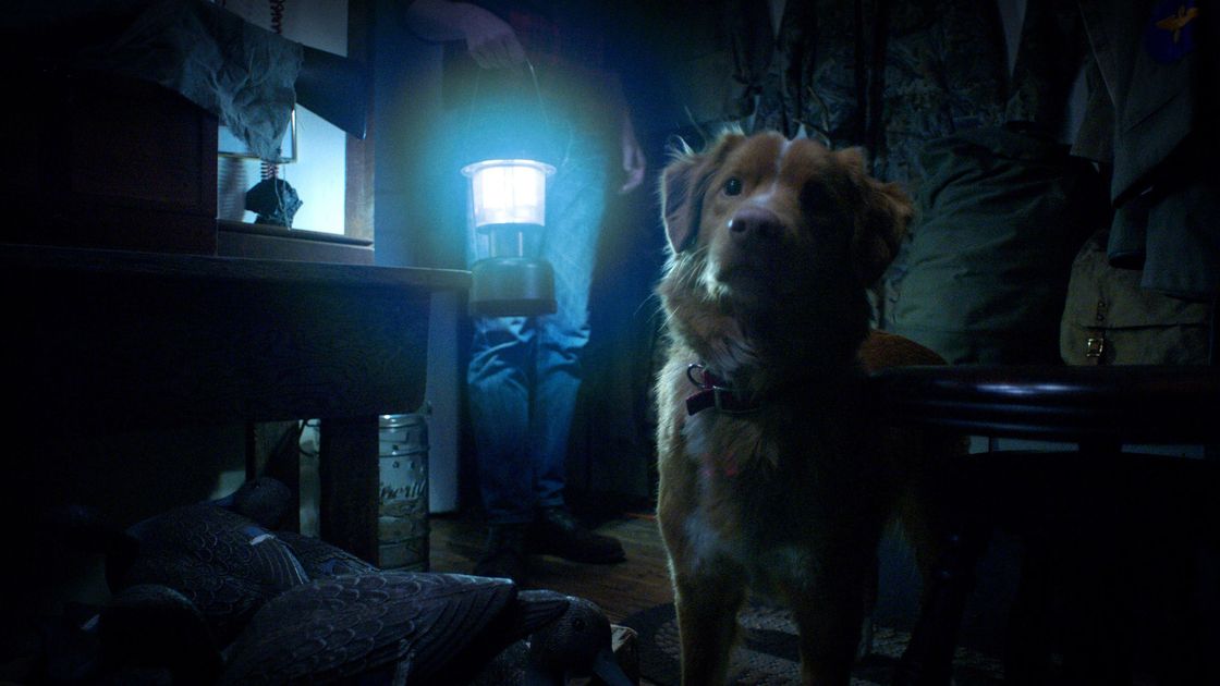 'Good Boy' llega a Prime Video: terror desde la mirada de un perro