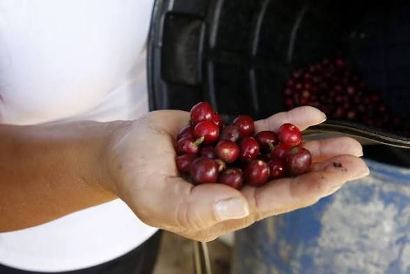 Terremoto en Colombia impacta cadena del café ecuatoriano ante interrupción de suministros