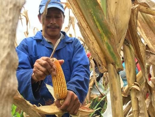 Gobierno fija franja de precios del maíz para proteger al productor