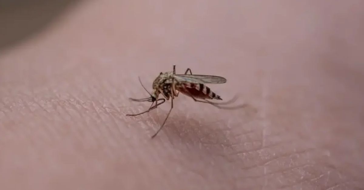 Salud Pública declara alerta sanitaria en Orellana tras fallecimiento por fiebre amarilla