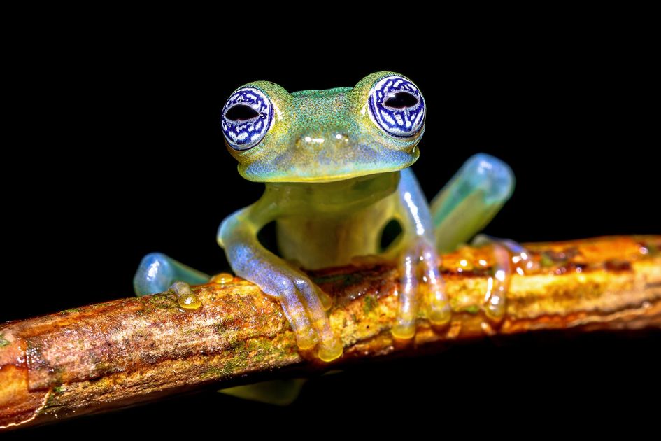 Crisis climática pone en riesgo a 6 especies de ranas de cristal en Ecuador