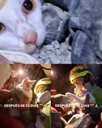 Rescatan gato atrapado bajo escombros tras sismos devastadores en Venezuela