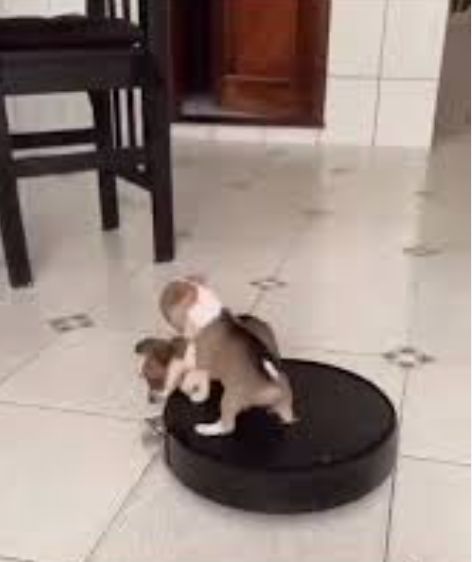 Perrito viral conquista las redes al pasear sobre robot aspiradora