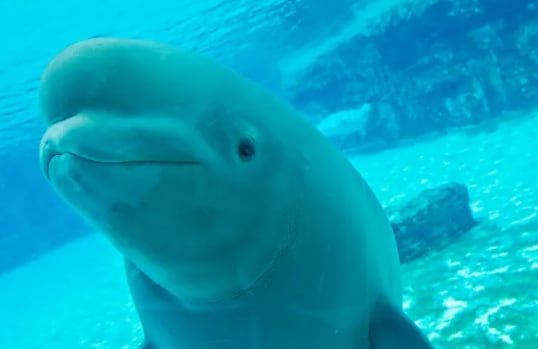 Plan de emergencia para salvar 30 belugas atrapadas en EE.UU.