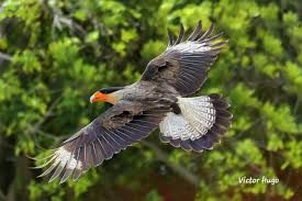 Fotógrafos capturan al majestuoso Águila azor negra en Ecuador