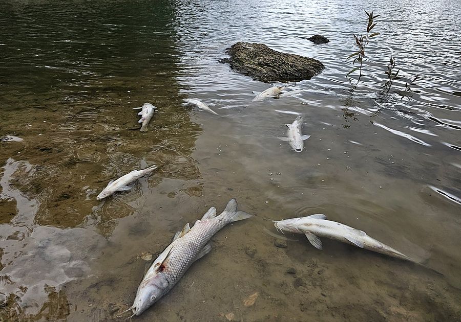Lago en Arizona cierra por muerte masiva de peces y riesgo sanitario