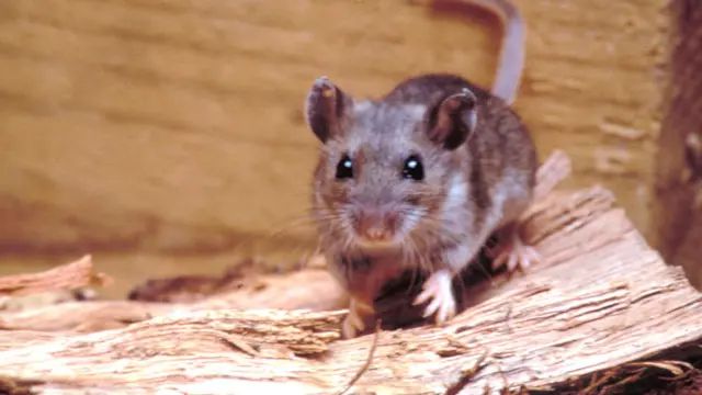 Lecciones de la Patagonia: Cómo la ciencia confirmó la transmisión del hantavirus hace ocho años