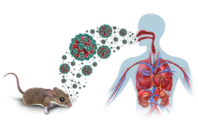 Ecuador mantiene vigilancia epidemiológica ante brote de hantavirus en crucero Hondius