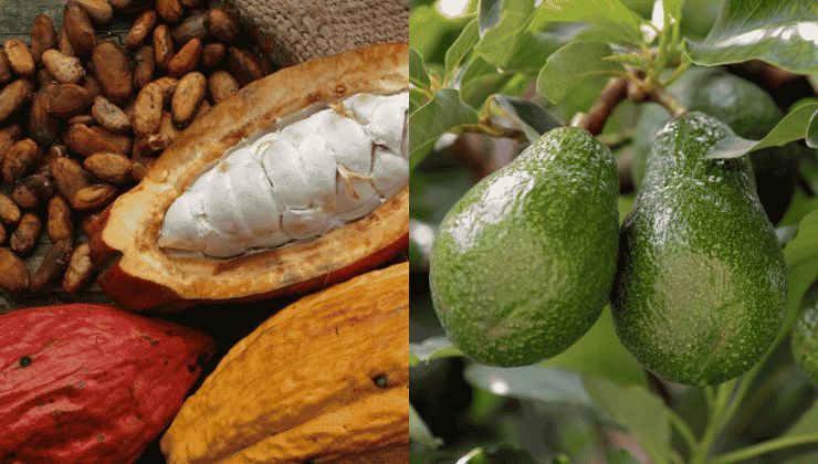 Gobierno diversifica agricultura ecuatoriana para impulsar exportaciones