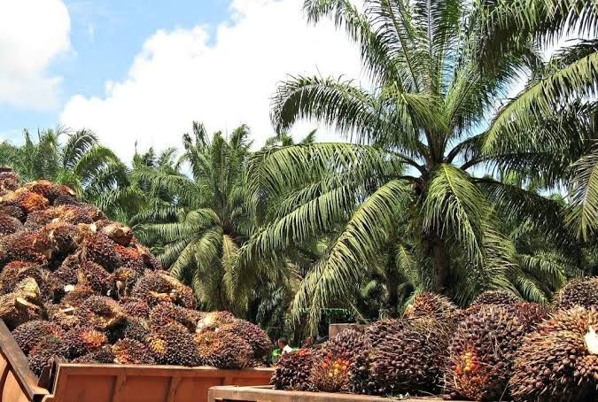 Producción de palma en Ecuador alcanzará récord histórico en 2026